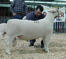 champion dorper sheep